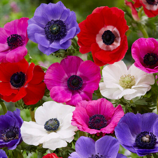 az-anemone-coronaria-mixture-visi196079-795417.66583036