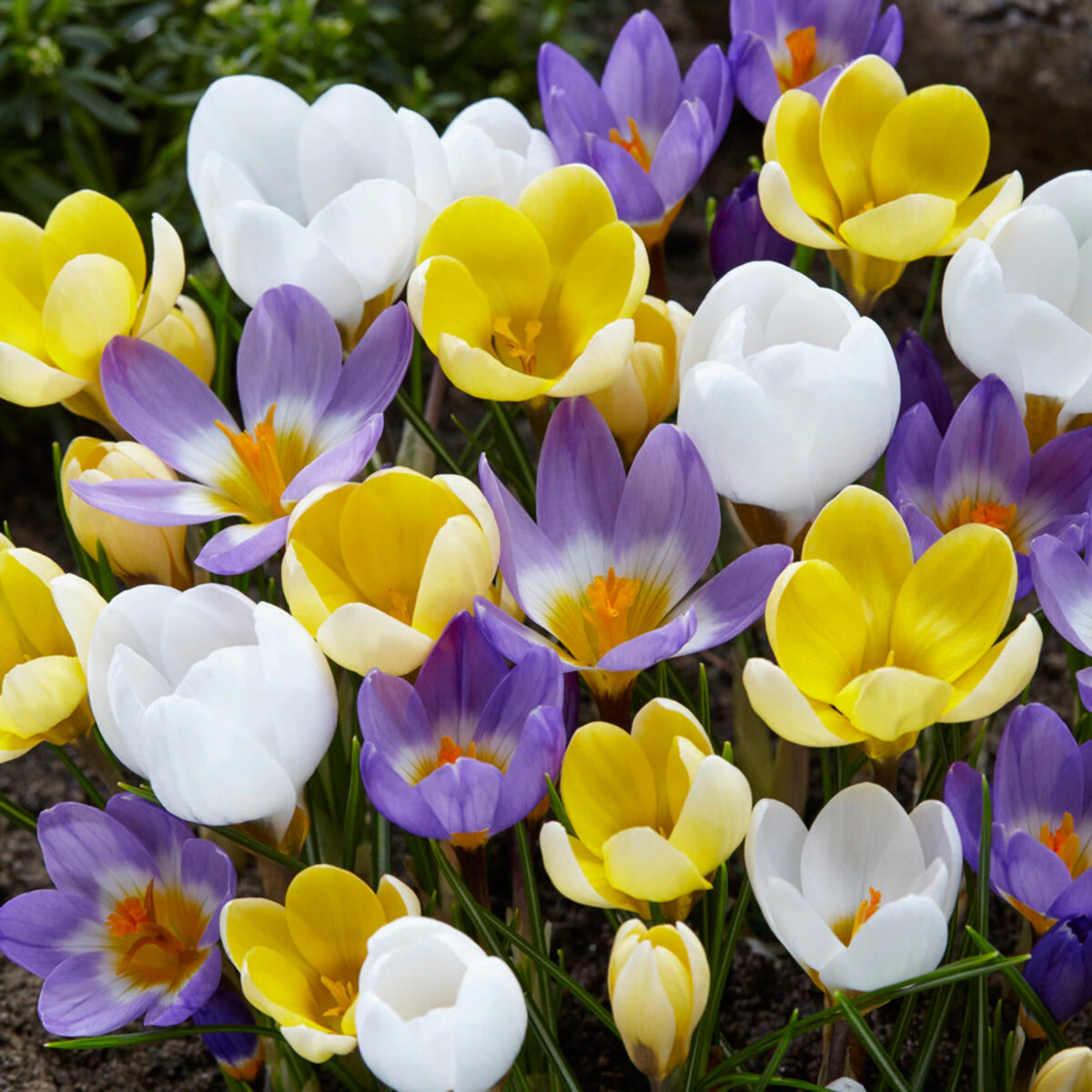 az-botanical-mix-visi170030-802915.a8dabe0e