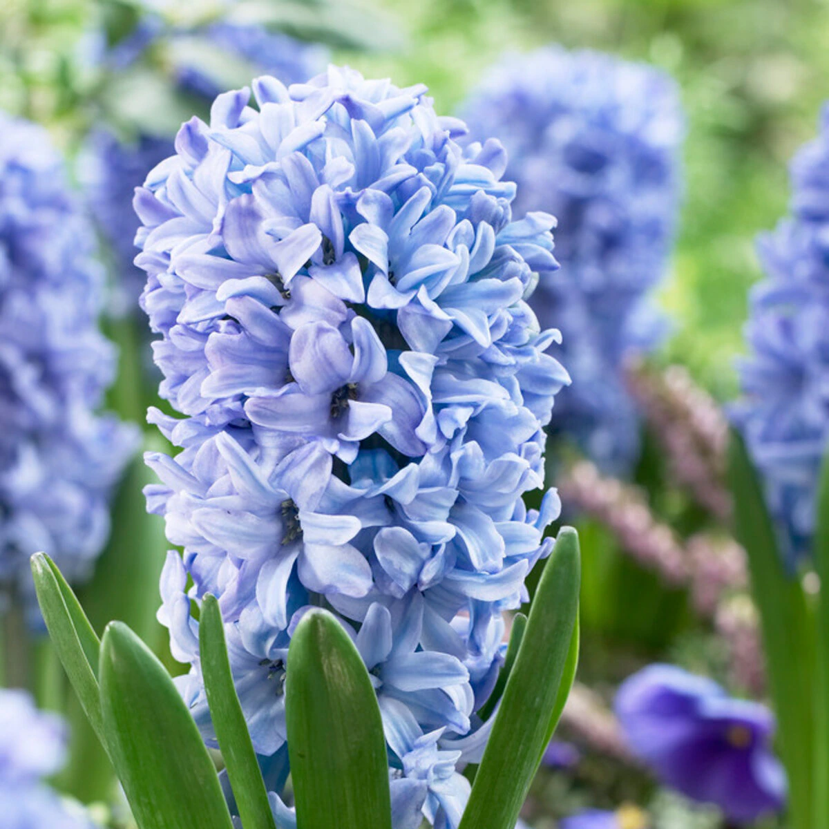 az-delft-blue-visi43790-518343.d5b80faf