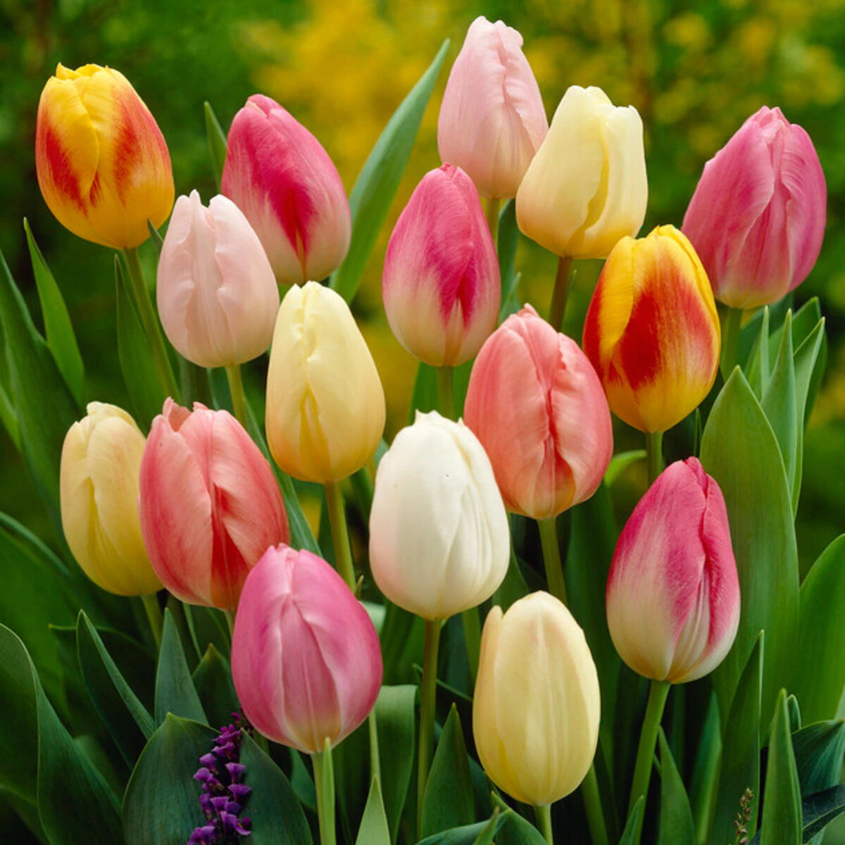az-easter-egg-mix-visi05692-981293.b5e5b6a8