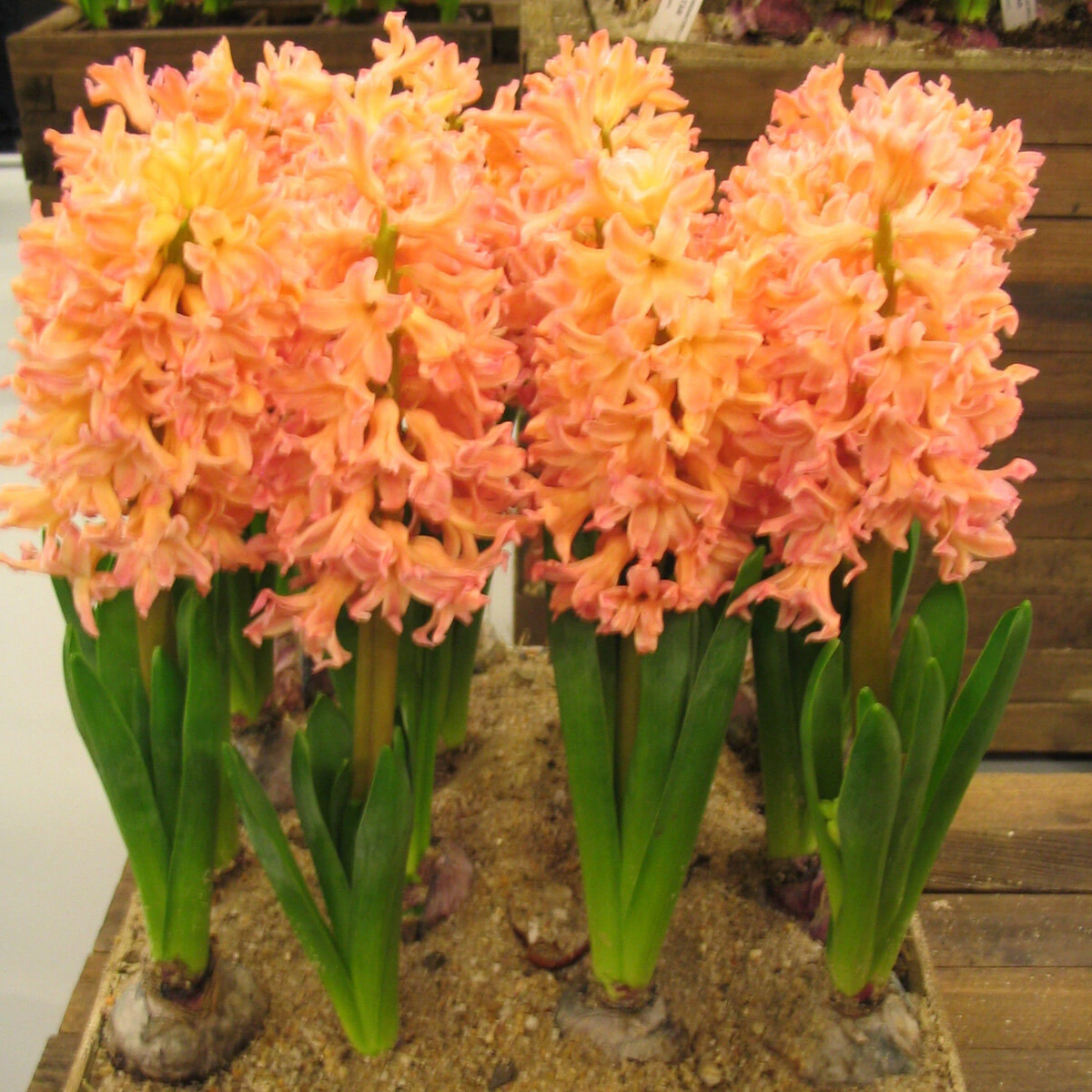 az-hyacinthus-gipsy-queen-156787.3c2f0283