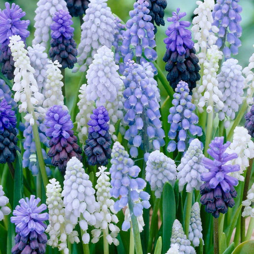 az-muscari-mix-388364.f6ad39cc