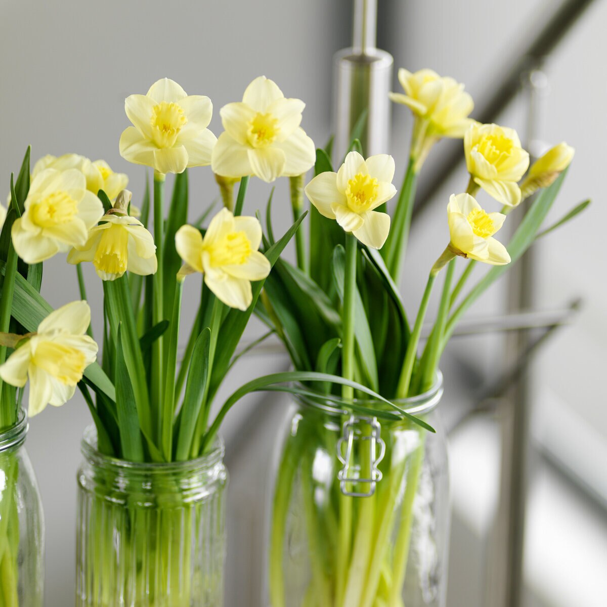 az-narcissus-avalon-930141.d9884fae