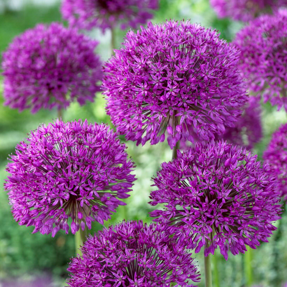 az-purple-sensation-visi68111-151607.e766b582