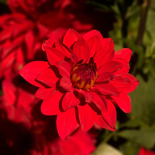 dah0784b-dahlia-bulb-dinnerplate-babylon-red-decorative-dahlia-1-242051.d2467b20