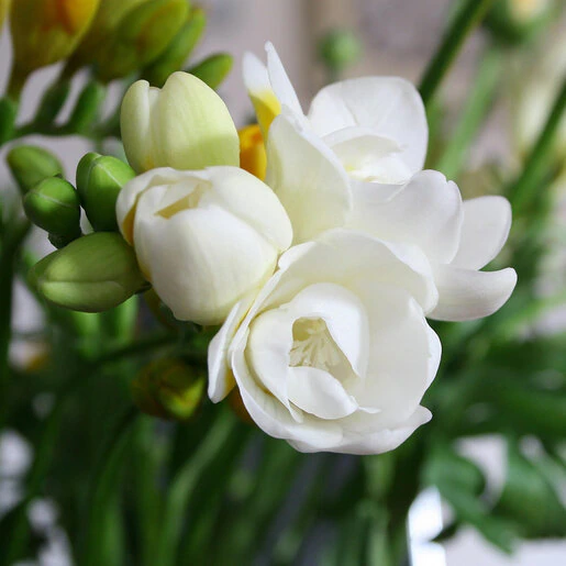 fre0804b-freesia-bulb-hybrida-double-white-fragrant-fressia-1.346df3b6