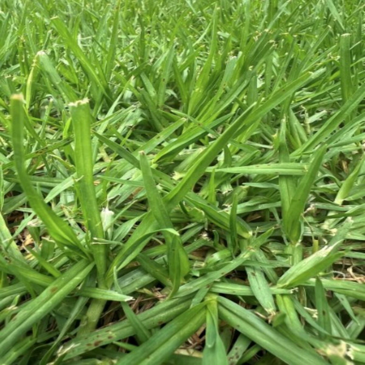 kik0091-kikuyu-sod-kikuyugrass-1-4.21.25.b4024378