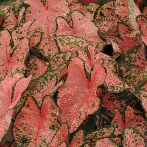kr-cal0061b-caladium-bulb-fancy-leaf-pink-beauty-angel-wings-1-605355.6ec462ab