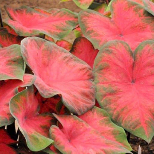 kr-cal0064b-caladium-bulb-fancy-leaf-postman-joyner-angel-wings-1-794888.844909d4