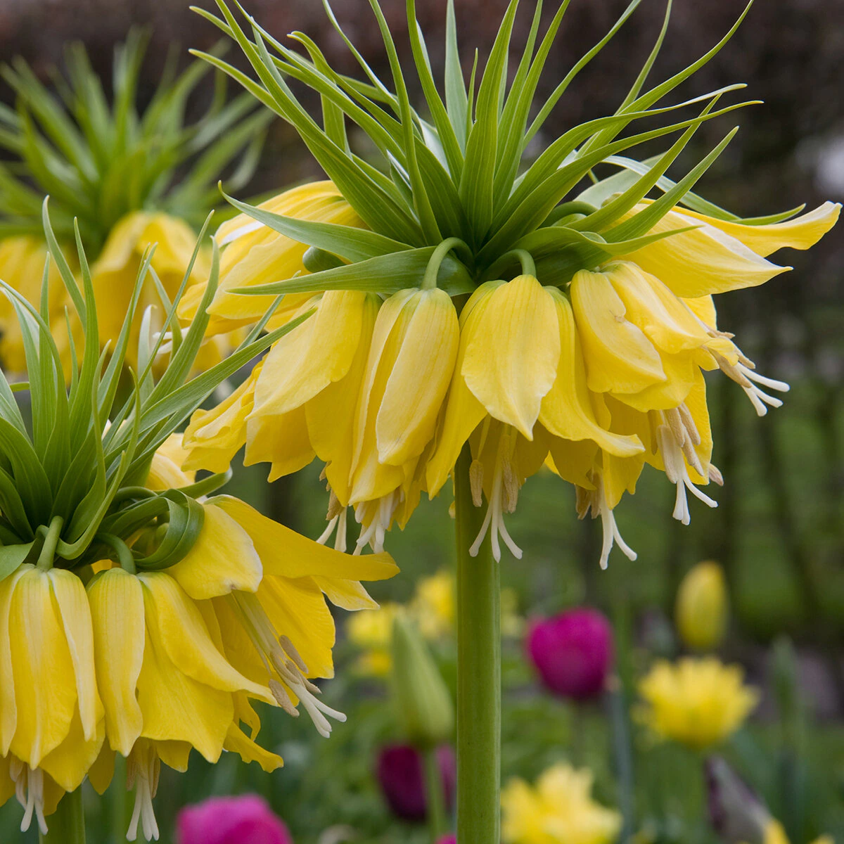 kr-fri0230b-fritillaria-bulb-imperialis-lutea-maxima-crown-imperial-1-725314.0e995fe7