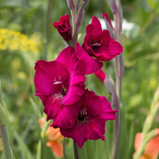 kr-gla0247b-gladiolus-bulb-plum-tart-sword-lily-1-944278.72c6c639