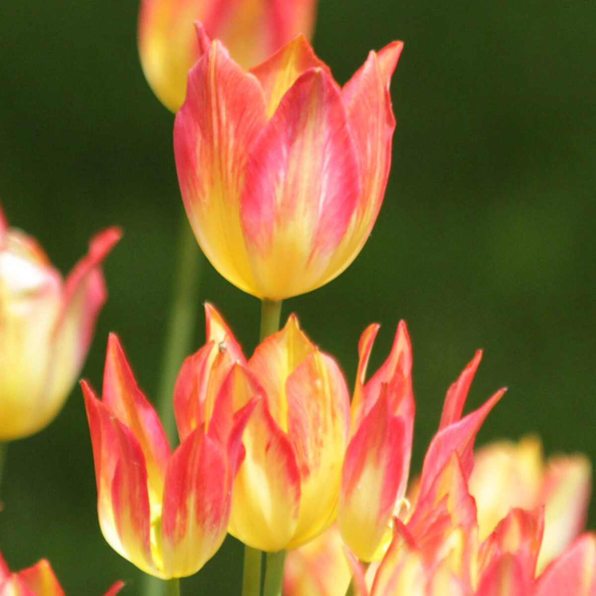 kr-mara-tul0353b-tulipa-bulb-late-bunch-flowering-antoinette-tulip-1-713733.9fc09bce