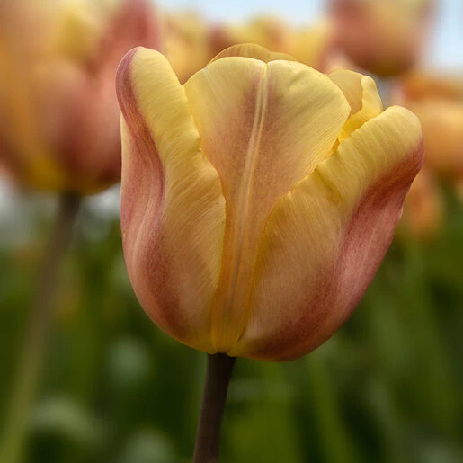kr-mara-tul0358b-tulipa-bulb-triumph-apricot-foxx-tulip-1-844054.9e778d60
