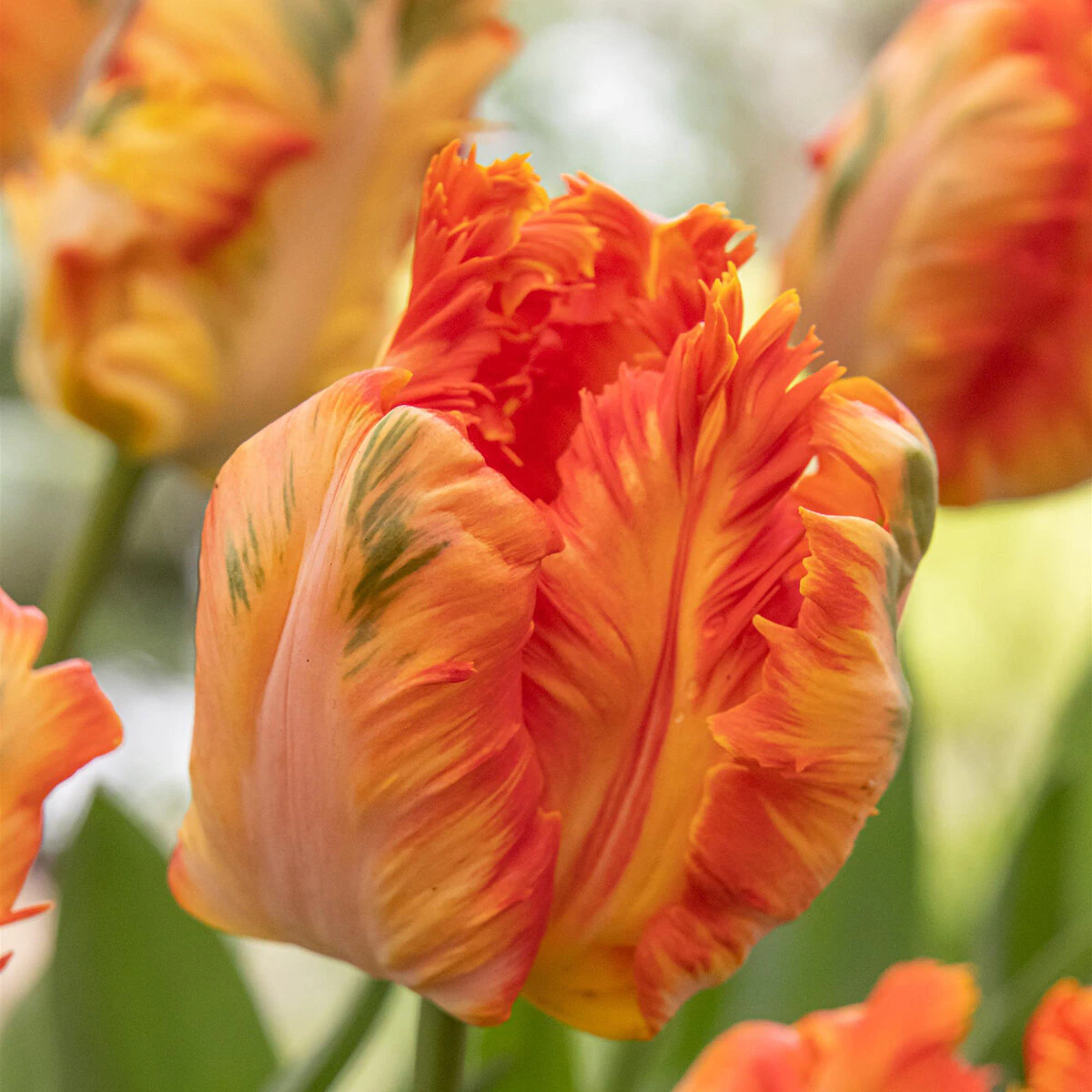 kr-mara-tul0547b-tulipa-bulb-parrot-king-tulip-1-798814.64d7c28a