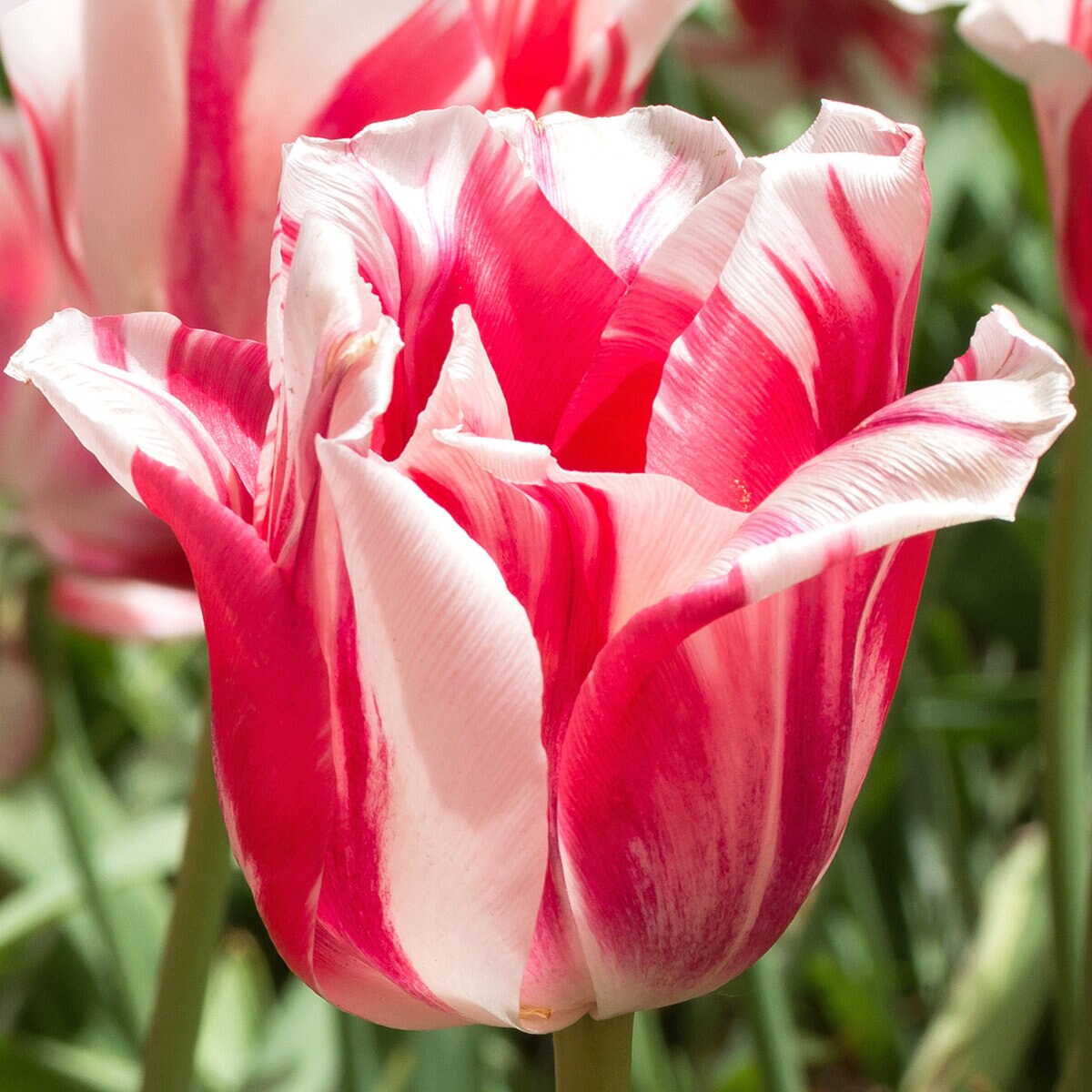 kr-mara-tul0612b-tulipa-bulb-single-late-sorbet-tulip-1-291336.42f9aea4