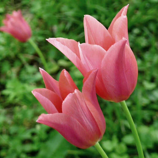 kr-mara-tul0644b-tulipa-bulb-greggii-toronto-tulip-1-634306.70f087ad