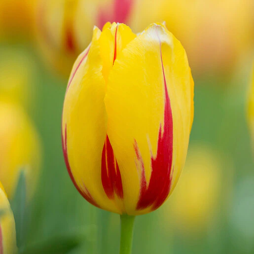 kr-mara-tul0693b-tulipa-bulb-single-late-la-courtine-tulip-1-842910.5036eb2f