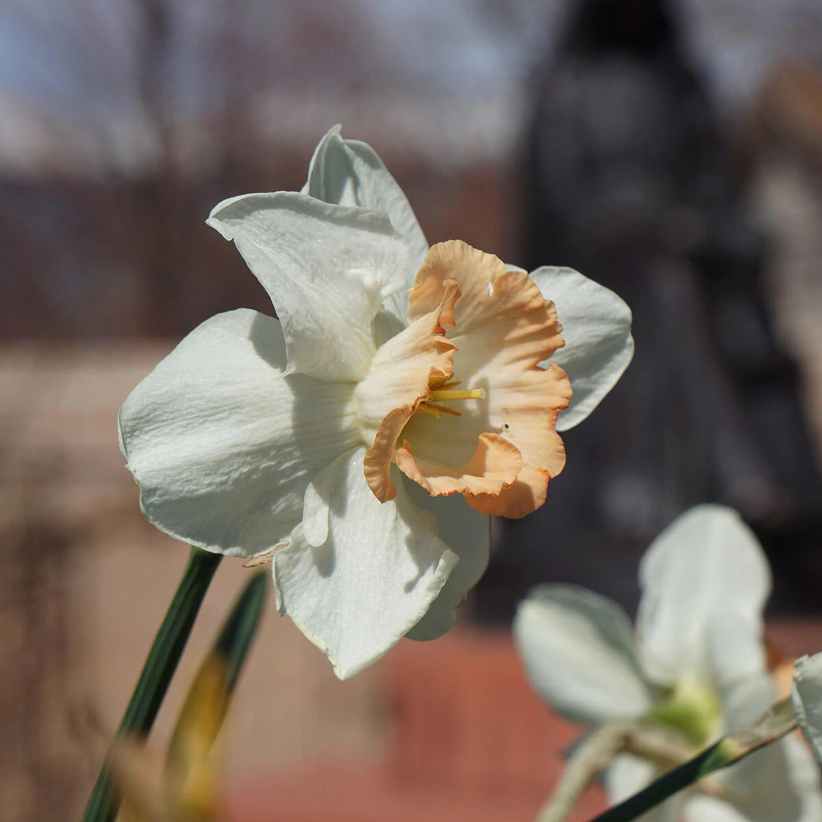 kr-nar0135b-narcissus-bulb-trumpet-british-gamble-daffodil-1-945306.6dee4f53