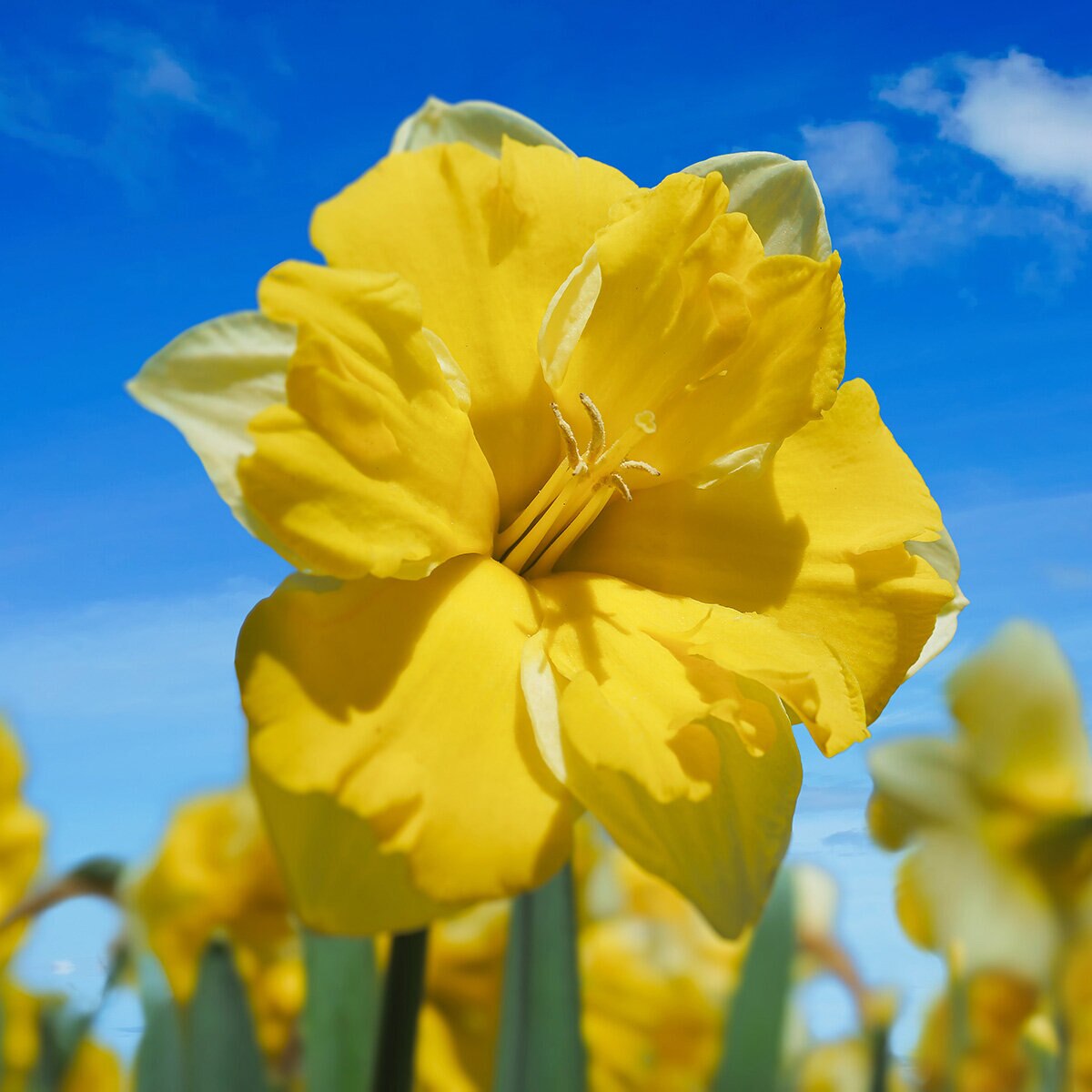 kr-nar0140b-narcissus-bulb-split-corona-cassata-daffodil-1-656512.890e849f