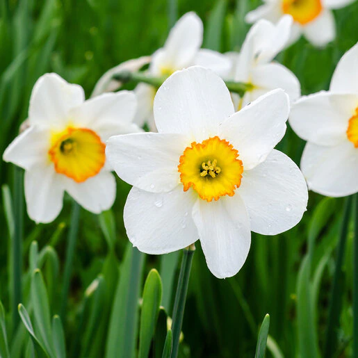 kr-nar0153b-narcissus-bulb-large-cup-flower-record-daffodil-1-553825.d4fa747a