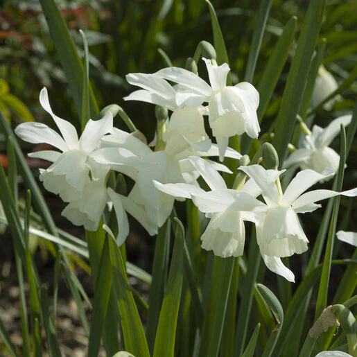kr-nar0197b-narcissus-bulb-bunch-flowering-pueblo-daffodil-1-357117.8e70fda5