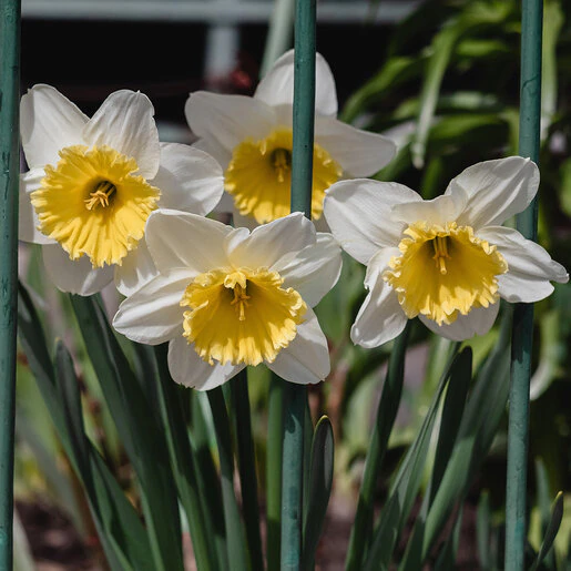 kr-nar0211b-narcissus-bulb-large-cup-slim-whitman-daffodil-1-223063.fdb7a175