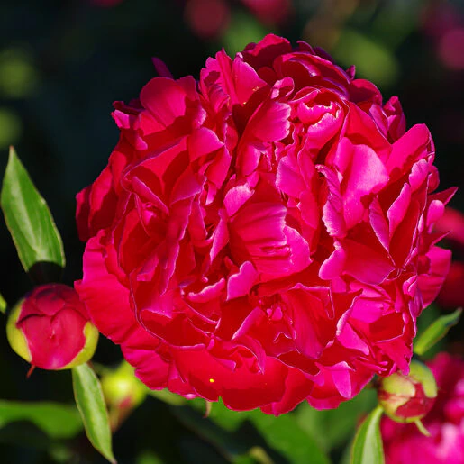kr-pae0324b-paeonia-bulb-lactiflora-karl-rosenfield-peony-1-738154.672e9c9c