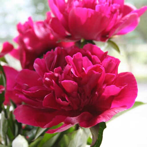 kr-pae0748b-paeonia-bulb-lactiflora-big-ben-peony-1-542162.f80a6495