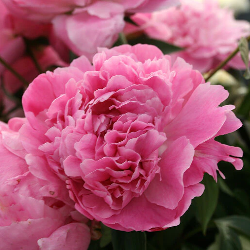 kr-pae0749b-paeonia-bulb-lactiflora-dr.-alexander-fleming-peony-1-754375.8e56d348