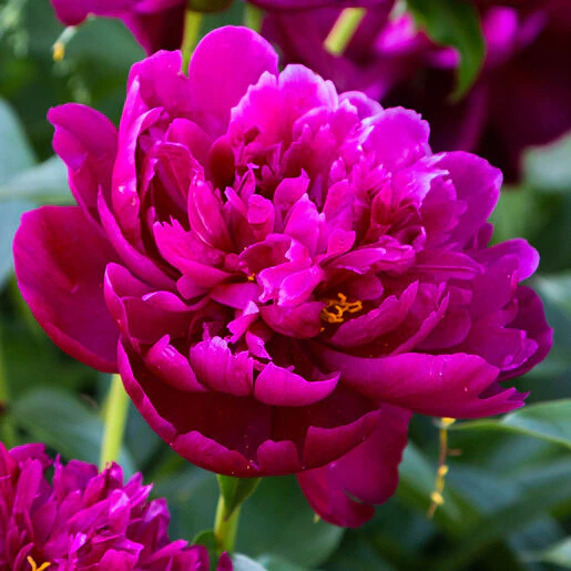kr-pae0753b-paeonia-bulb-lactiflora-peter-brand-peony-1-444890.0930ec31