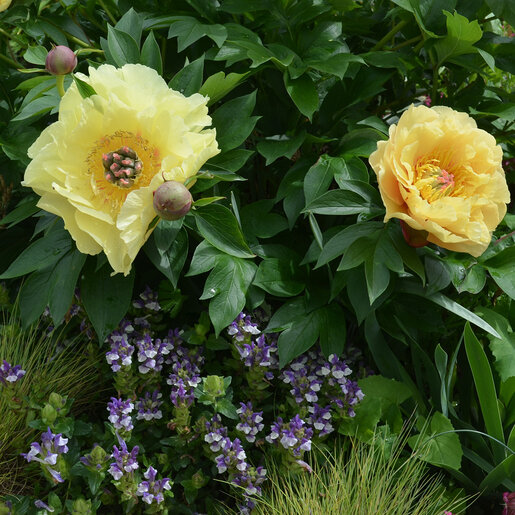 kr-pae0758b-paeonia-bulb-garden-treasure-itoh-peony-1-811163.7486a339