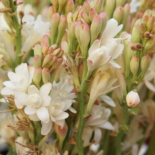 kr-pls0327b-polianthus-bulb-tuberosa-the-pearl-double-tuberose-1-195875.f4815aff