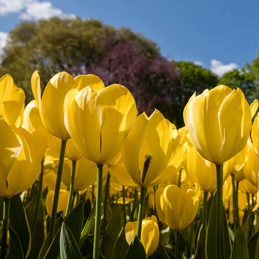 kr-tul0459b-tulipa-bulb-darwin-hybrid-golden-apeldoorn-tulip-1-152021.dd27c50d