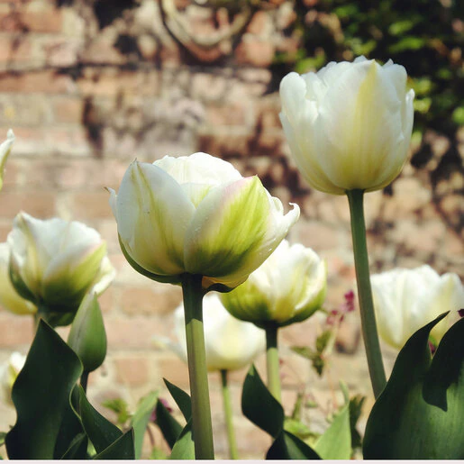 kr-tul0525b-tulipa-bulb-double-late-mount-tacoma-tulip-1-299246.f066fbe2