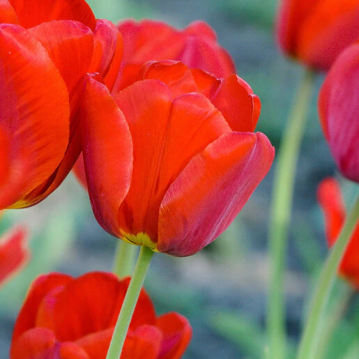 kr-tul0544b-tulipa-bulb-darwin-hybrid-oxford-tulip-1-738490.e5b23c52