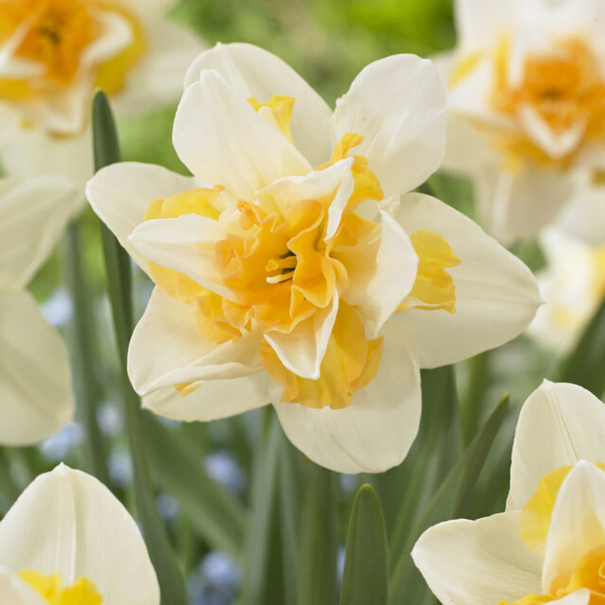 nar0777b-narcissus-sweet-desire-615099.fdaa5ec1
