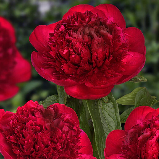 pae0793b-paeonia-bulb-lactiflora-red-charm-peony-1-412157.4a5995a0