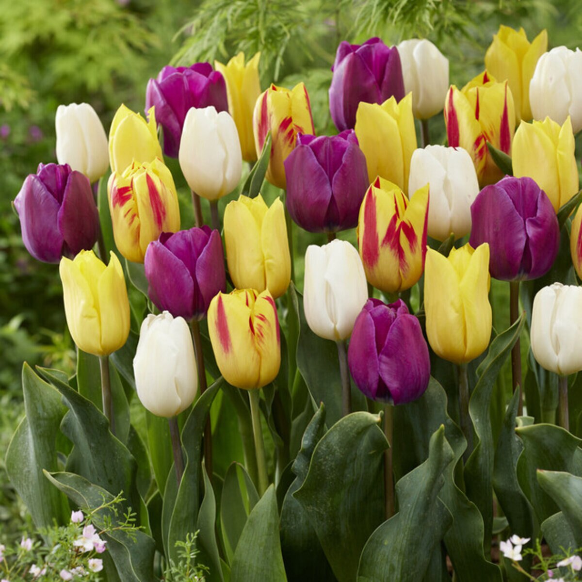 spring-festival-mix-visi203269-494867.e26fcece