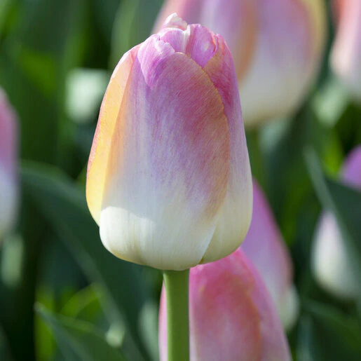 tul0762b-tulipa-kunyun-111860.9d03ca33