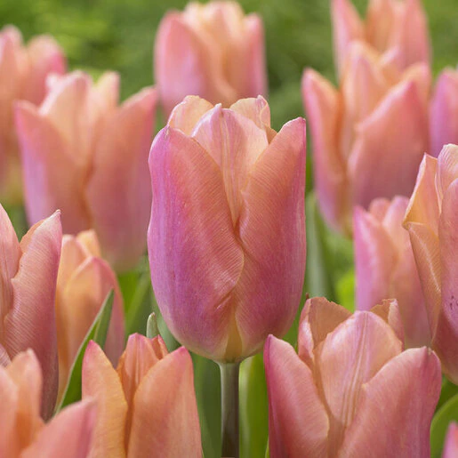 tul0766b-tulipa-salmon-prince-835142.6631b64d