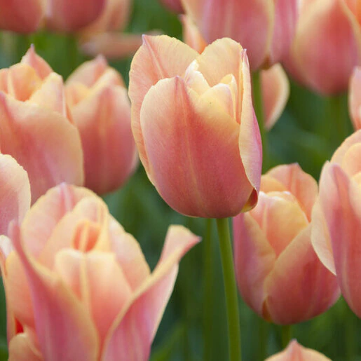 tul0768b-tulipa-stunning-apricot-502888.ecd25daf