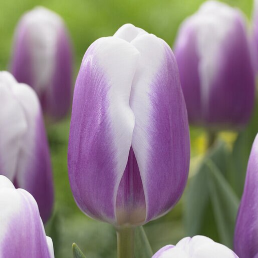 tul0774b-tulipa-librije-512256.3083a23d
