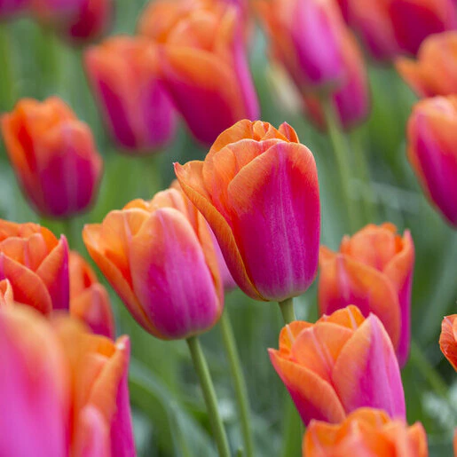 tul0775b-tulipa-orange-dynasty-258553.2261d514