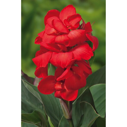 vp-canna-bulb-cannasol-happy-carmen-canna-lily-425505.e50fe0da