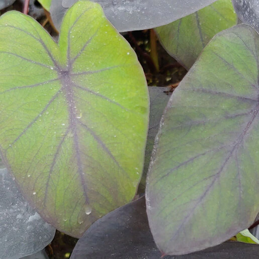 vp-colocasia-bulb-esculenta-black-magic-elephant-ears-152860.196fbbe6