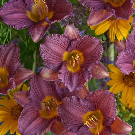 vp-hemerocallis-bulb-bare-root-purple-doro-daylily-870731.da7cc806