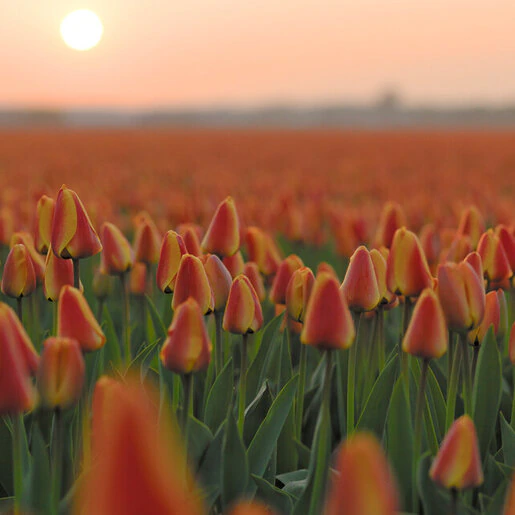 vp-tulipa-bulb-triumph-kees-nelis-tulip-666917.6debc20f