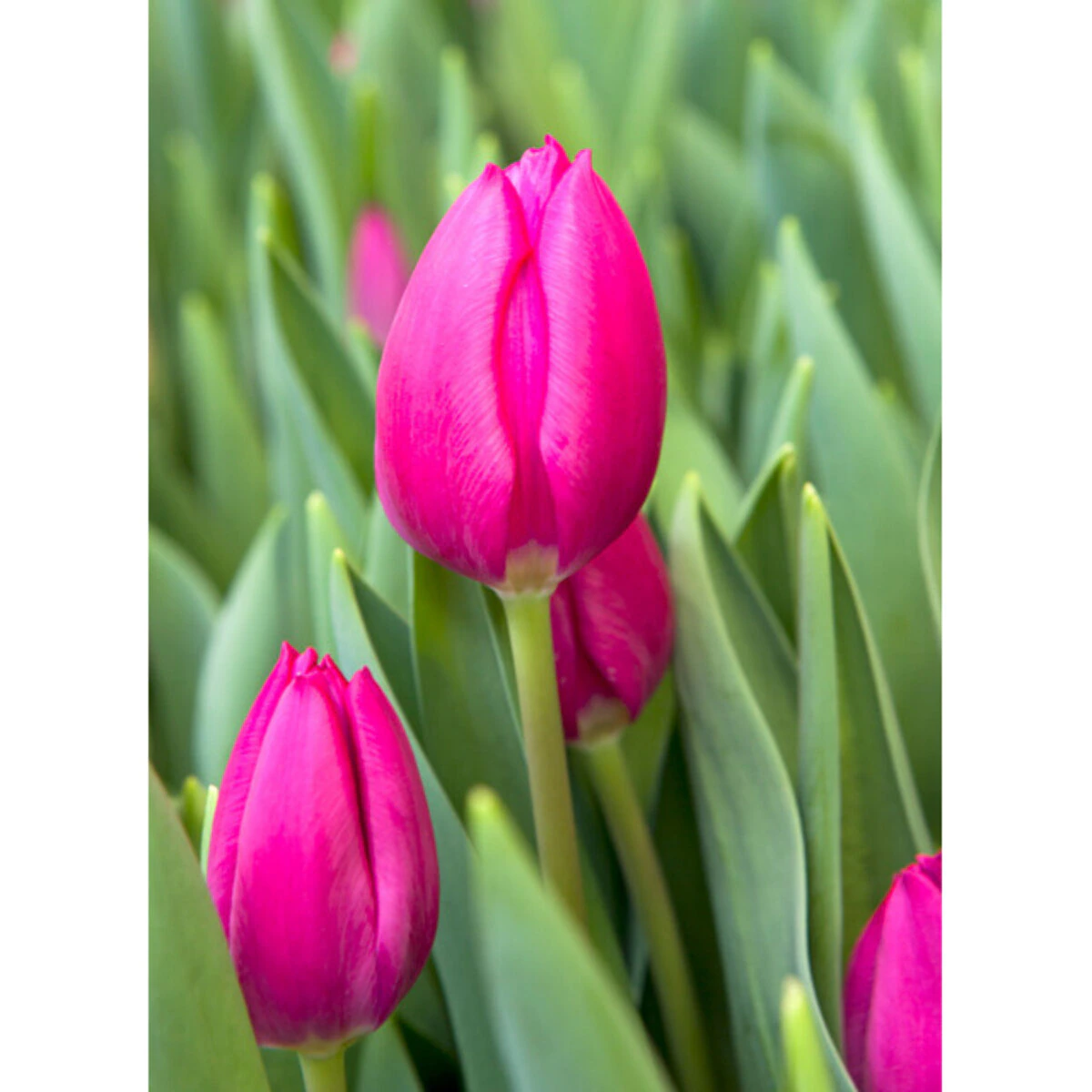 vp-tulipa-bulb-triumph-pink-ardour-tulip-576315.569cb878