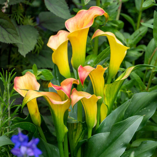 vp-zantedeschia-bulb-morning-sun-calla-lily-553766.4d91fb14