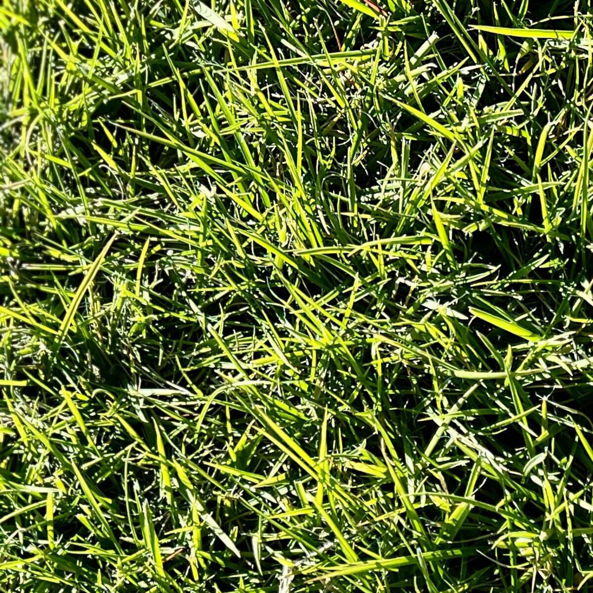 zeon-zoysia-1-2.ceb96074